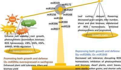 Non-coding RNAs fine-tune the balance between plant growth and abiotic stress tolerance